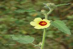 Hibiscus panduriformis